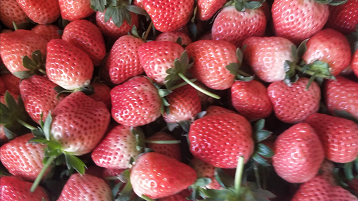 青海互助：打造全国最大高原草莓种苗繁育中心