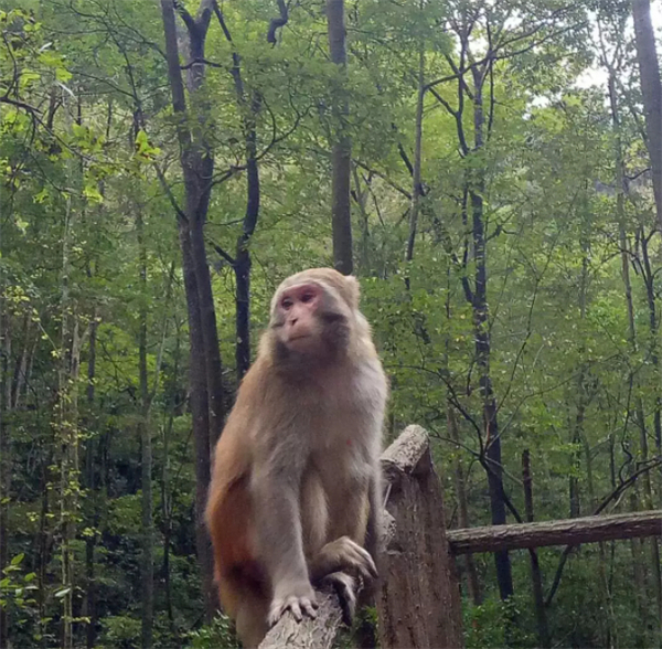 “猴王”摄影家丁宽亮：让世界看到金丝猴“人性之美”