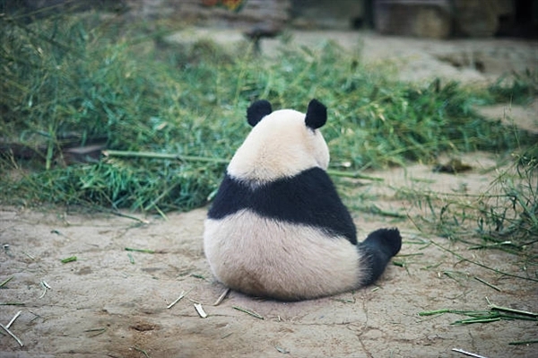 中国大熊猫保护研究中心2021大熊猫新生幼仔存活率百分之百